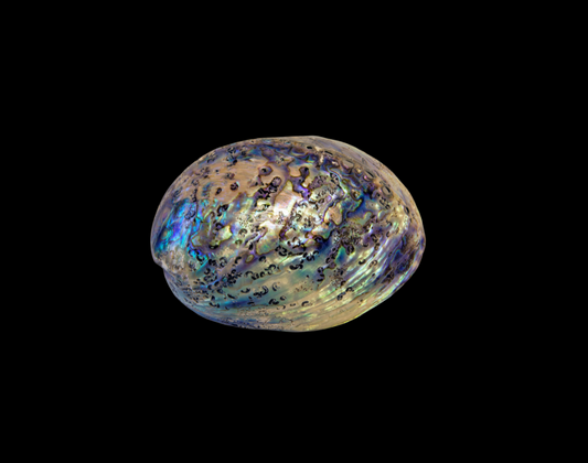 ABALONE